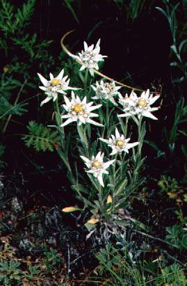.1. L. ochroleucum subsp. campestre  .  .. 