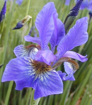 Fig.2/.2. Iris sanguinea   .: .