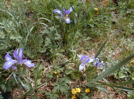 Fig.1/.1. Iris uniflora . :. 