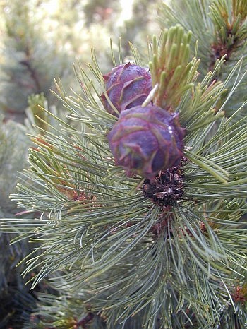 Fig.2/.2. Pinus pumila. ,  . .