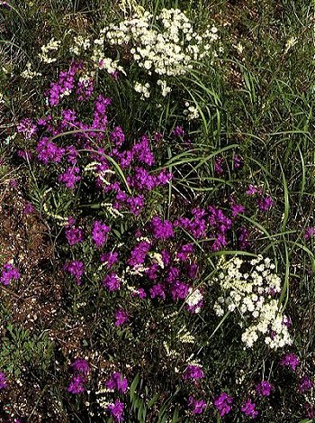 .3.  - Clausia aprica,  - Thalictrum petaloideum.  .,  -,  -,  . -. 20  1995 . : . 