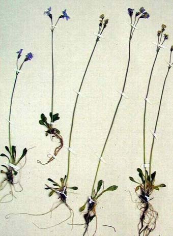 Fig.2/.2. Primula borealis .. 