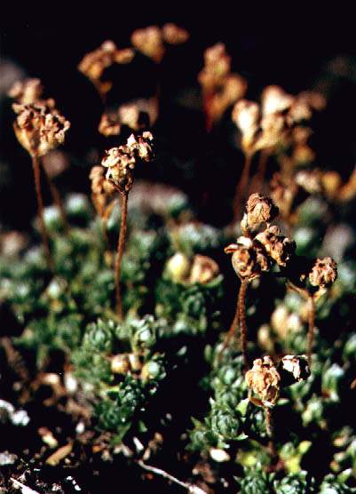 .1. A. dasyphylla    ,   2000 .  .. 