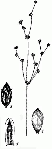 Fig.2/.2. Juncus alpinoarticulatus:a -,  -    ,  -.