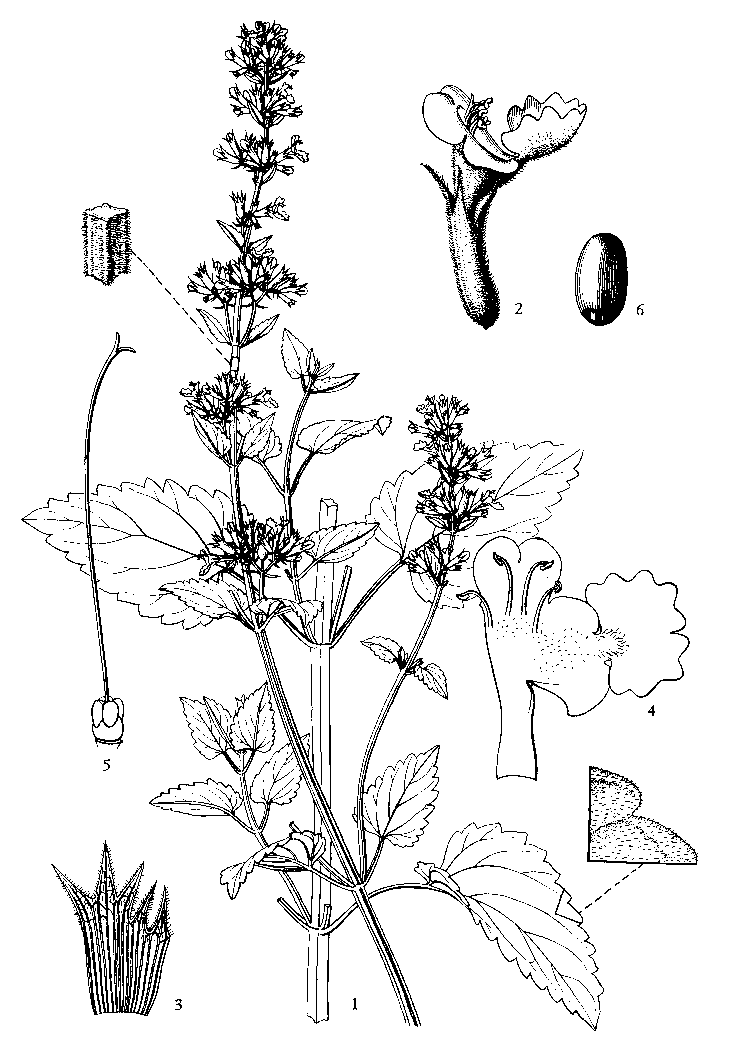 .1. 1 -  , 2 - , 3 -  , 4 -  ,   , 5 - , 6 -      (.  Flora of  China. Illustrations. 1998. V. 17. P. 186)
